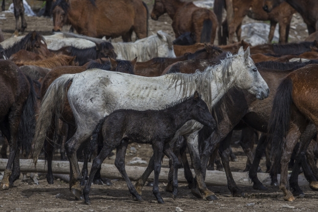 Yılkı atlarını fotoğraflamak için Türkiye’nin dört bir yanından geliyorlar
